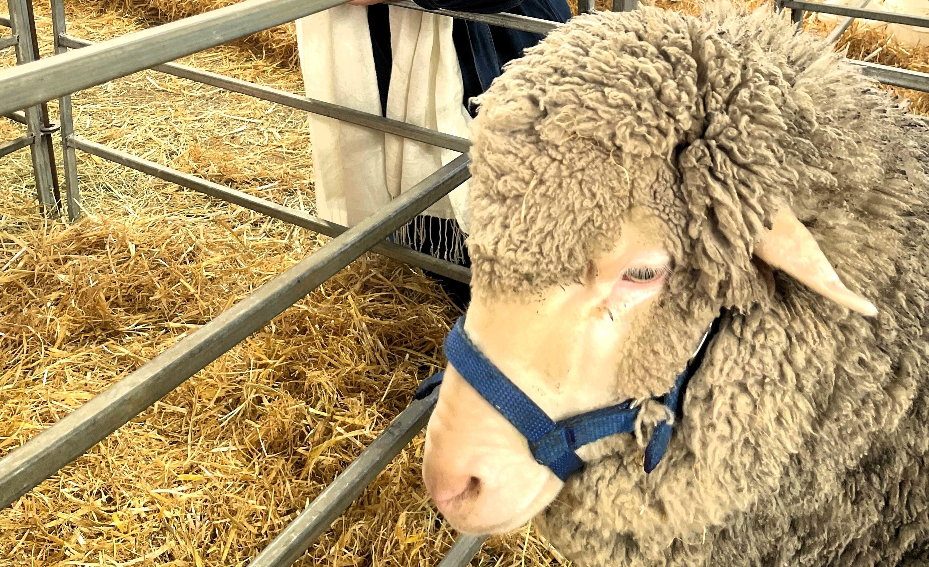 WOOL REPORT with DAMIEN WHITELY