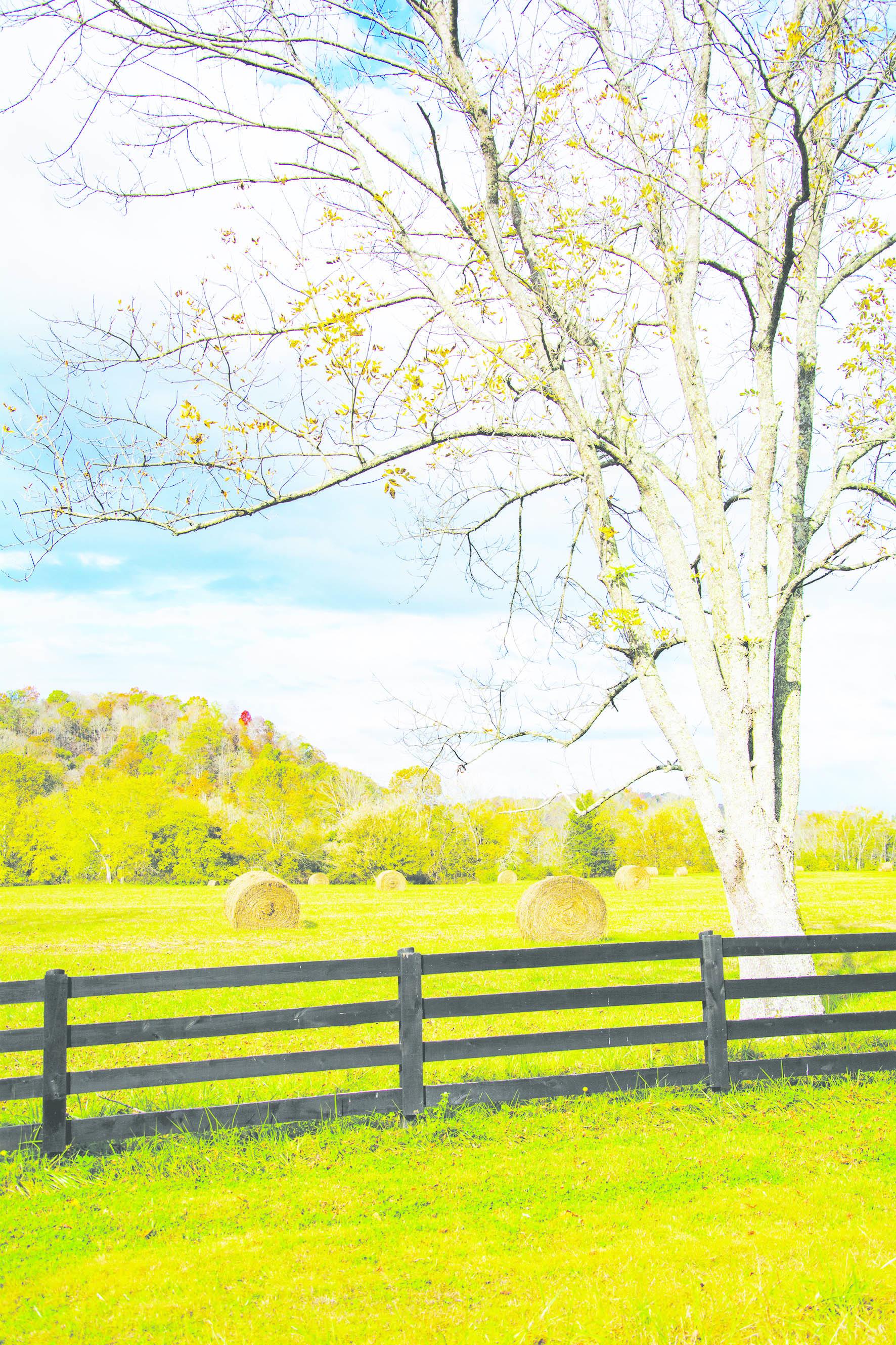 HOME PADDOCK