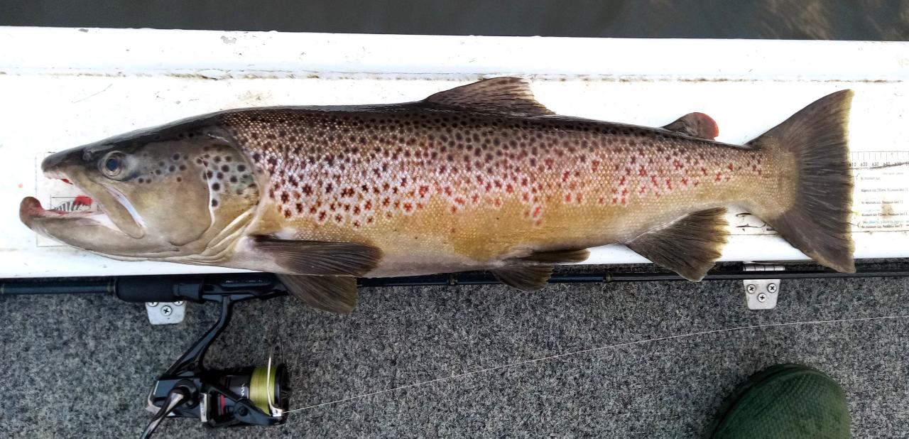the 1.822 kg male brown trout I caught from Lake Sorell last Sunday.