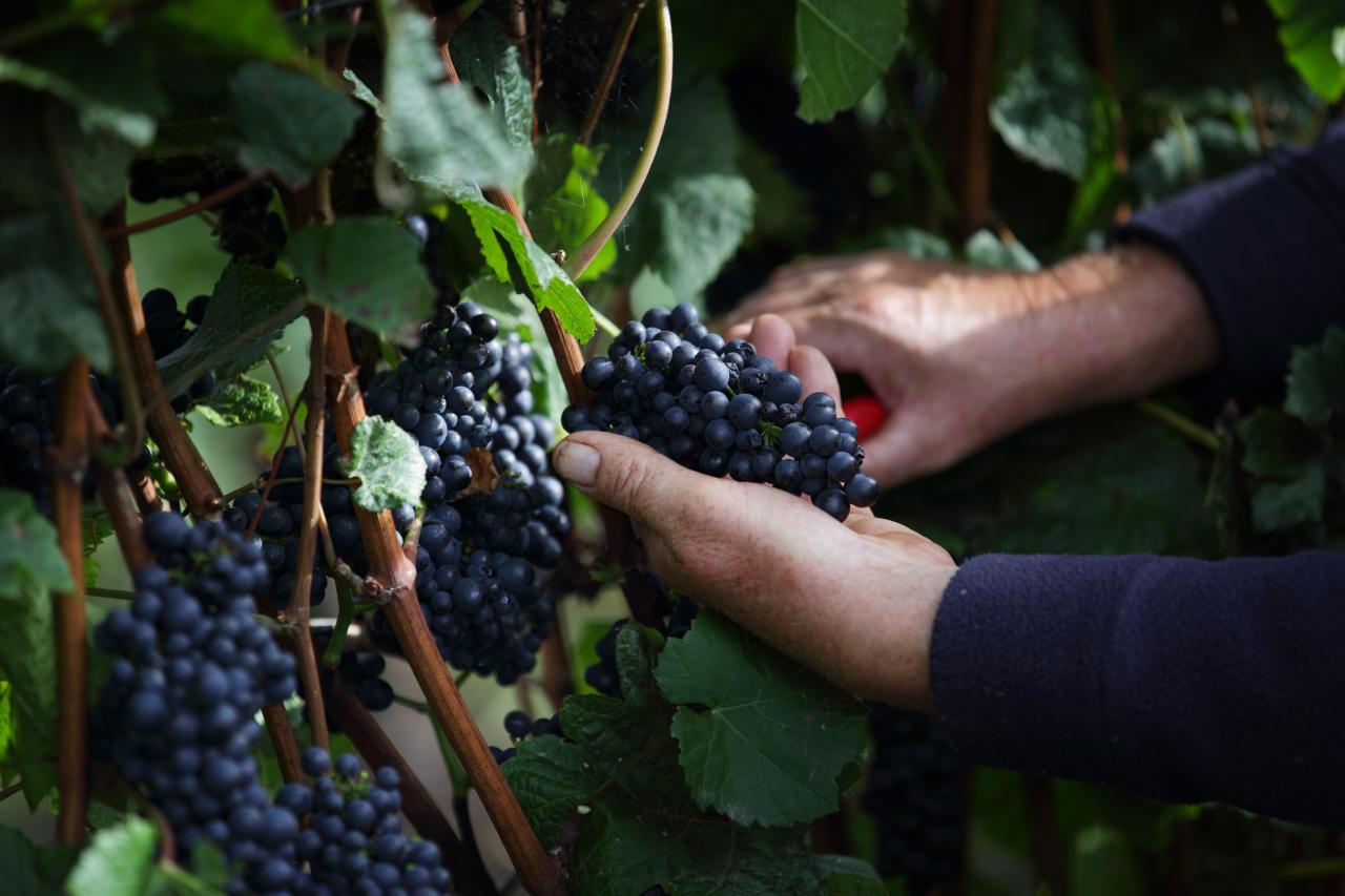 pinot noir grapes