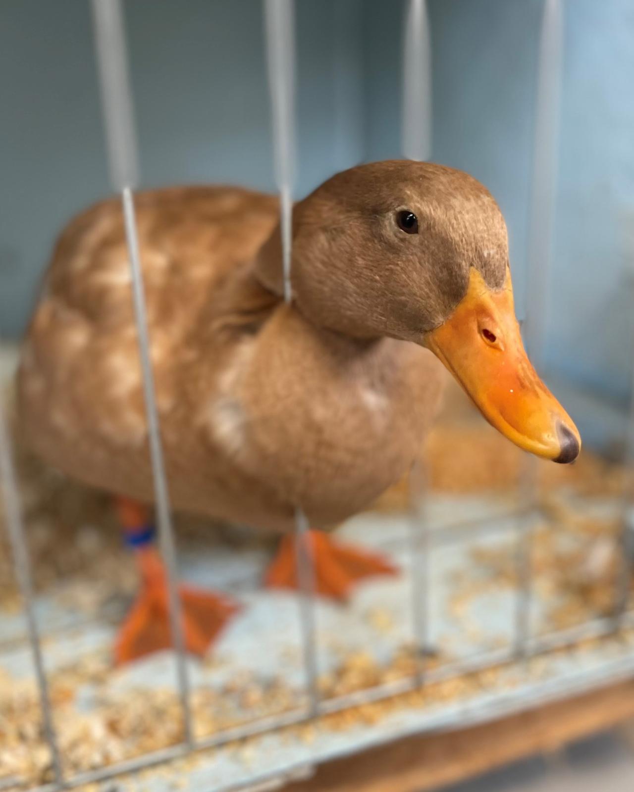 duck