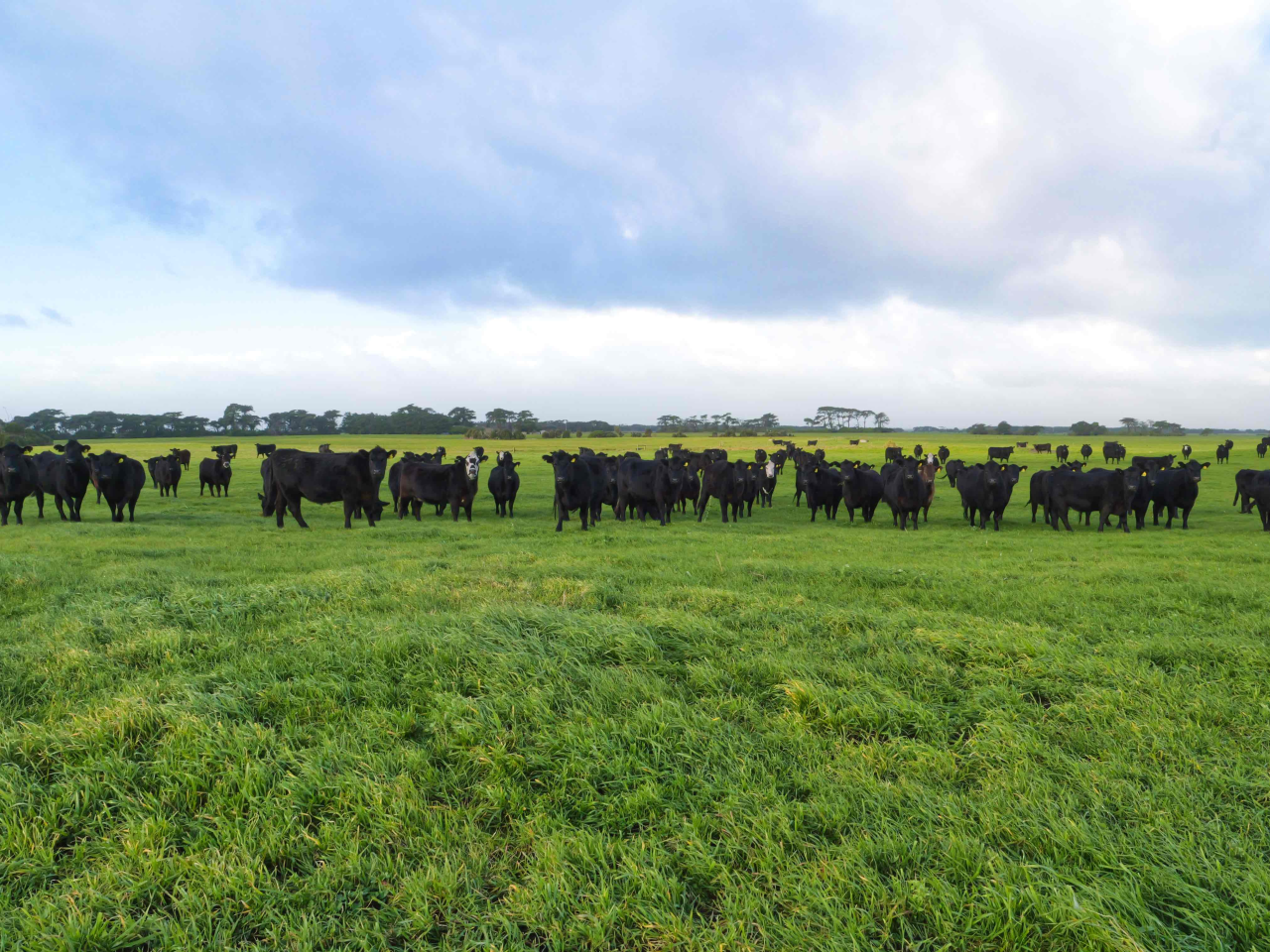 Angus cattle