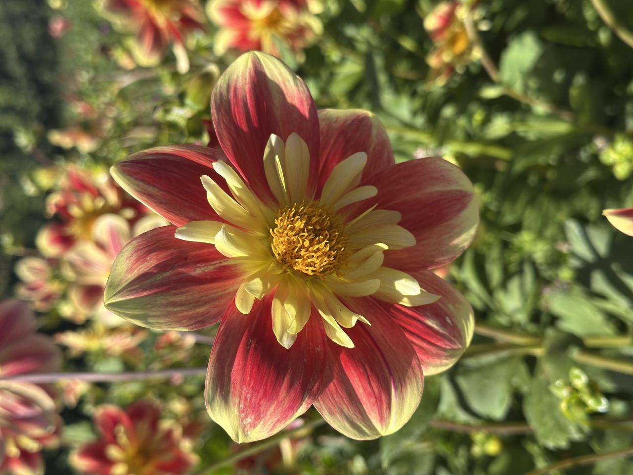 Dahlia
