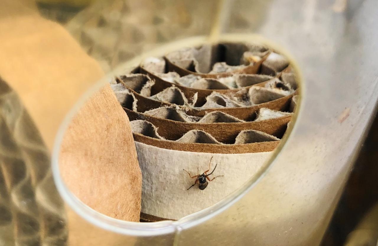 A chilean wasp