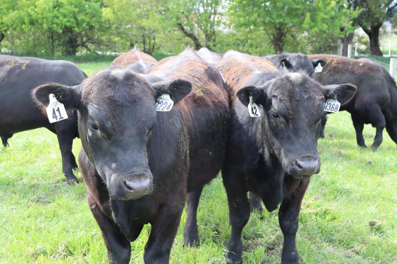 Cluden Newry bulls