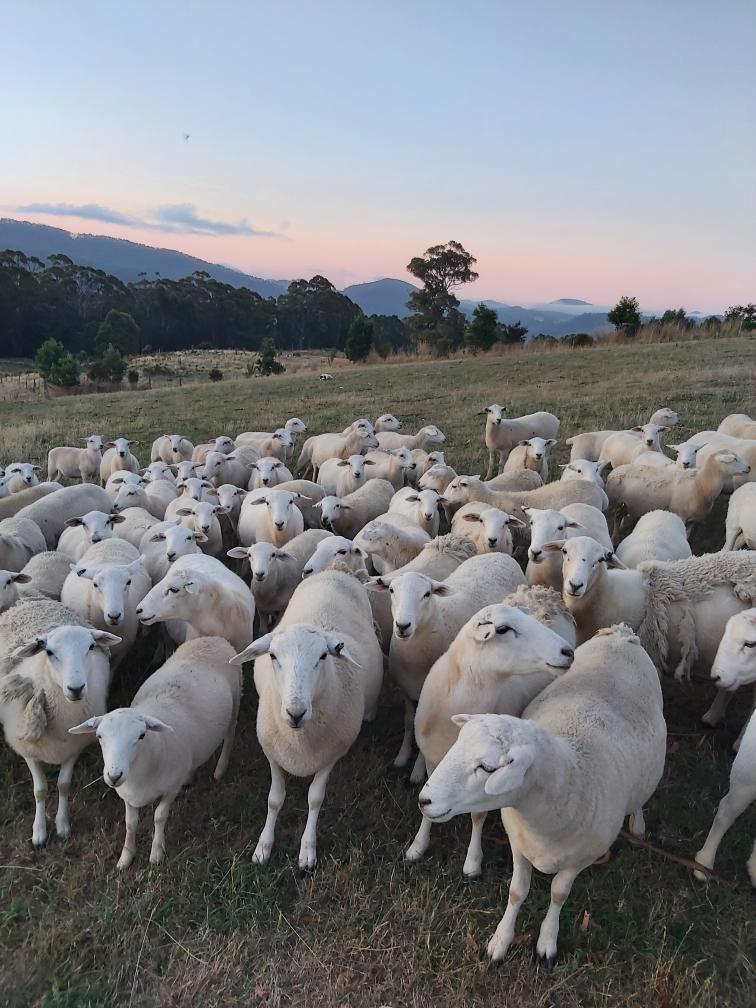The Wiltipoll/Australian White/Damara cross sheep