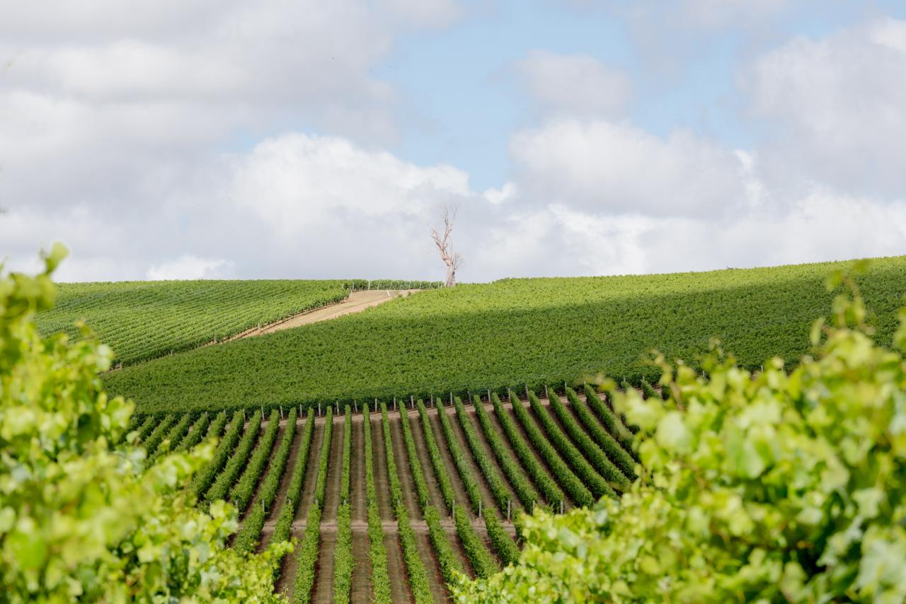 Dalrymple Vineyard at Pipers Brook