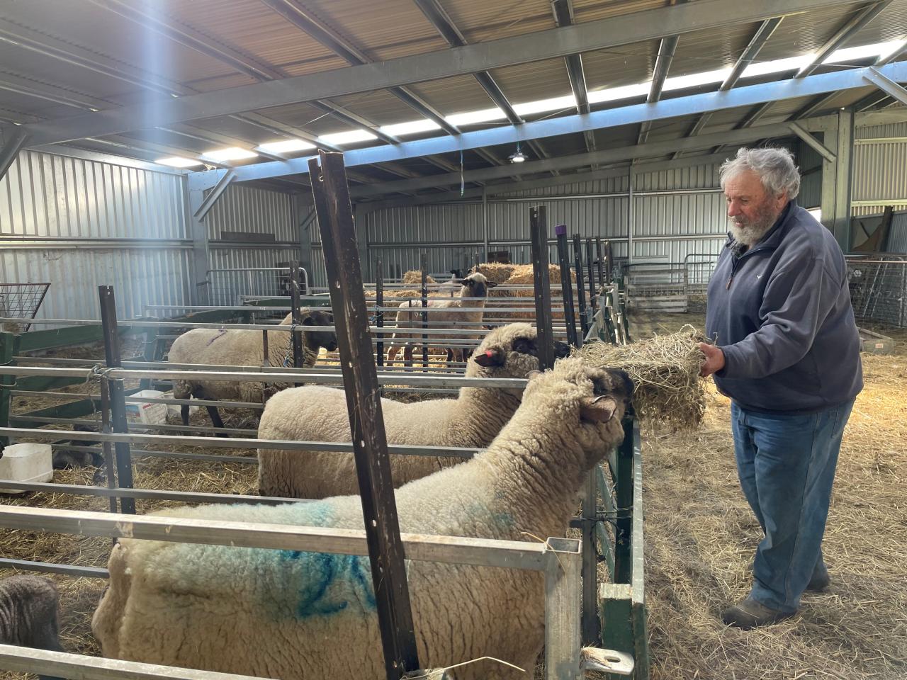 Rod Summers feeding ewes at Marananga 