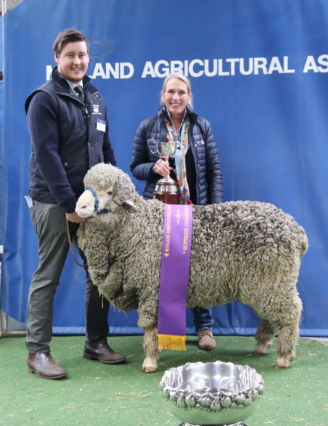 Trefusis Merino Stud's Supreme Champion