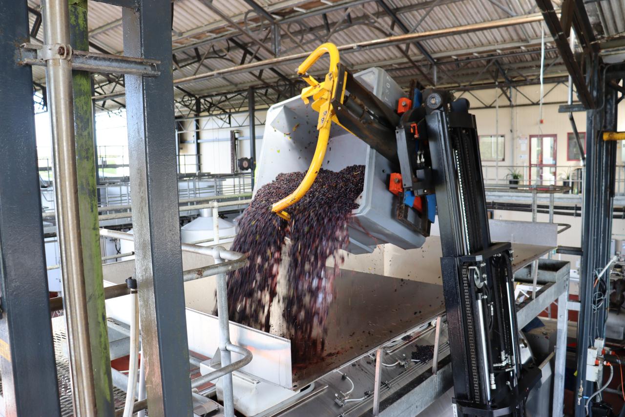 Grapes going into the vat.