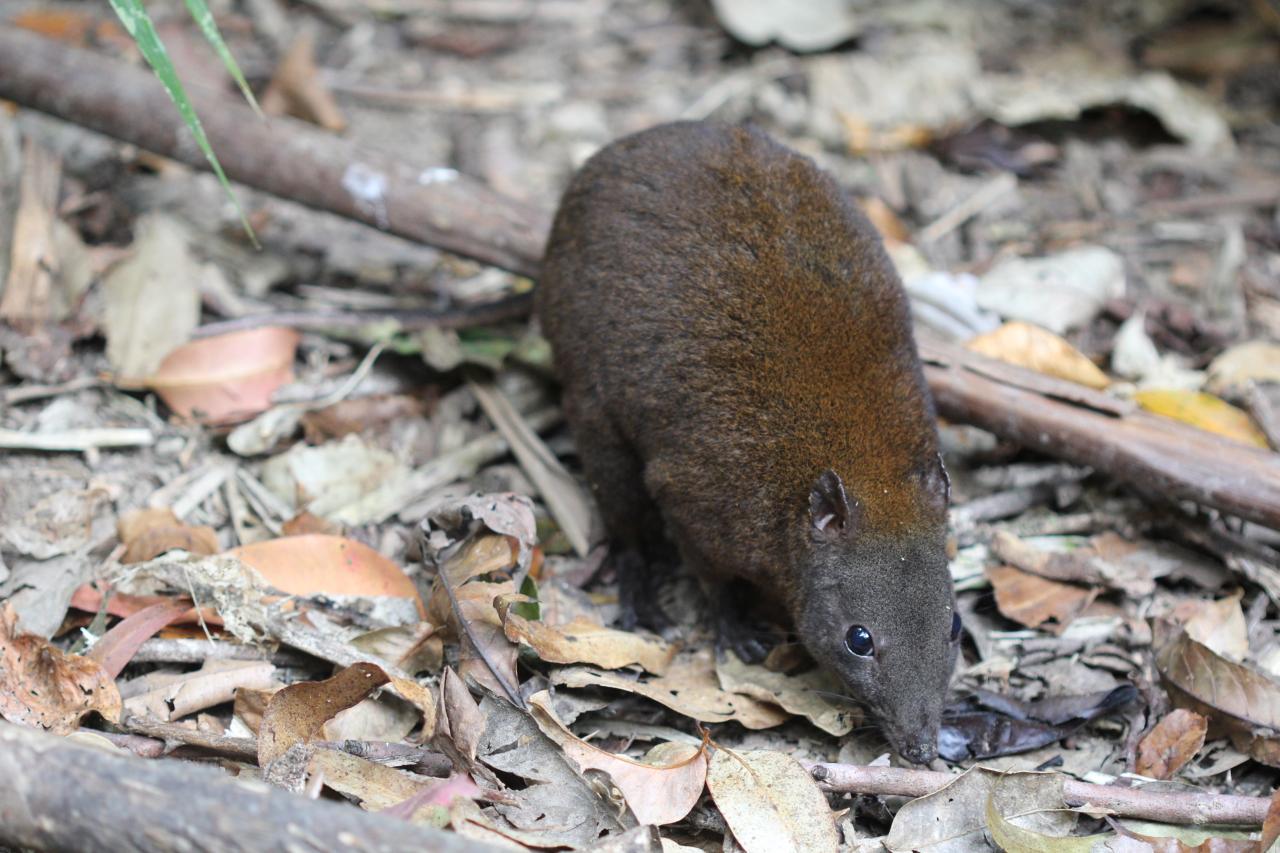 Musky rat-kangaroo