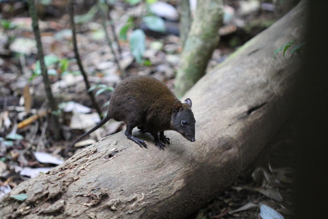 A musky rat-kangaroo