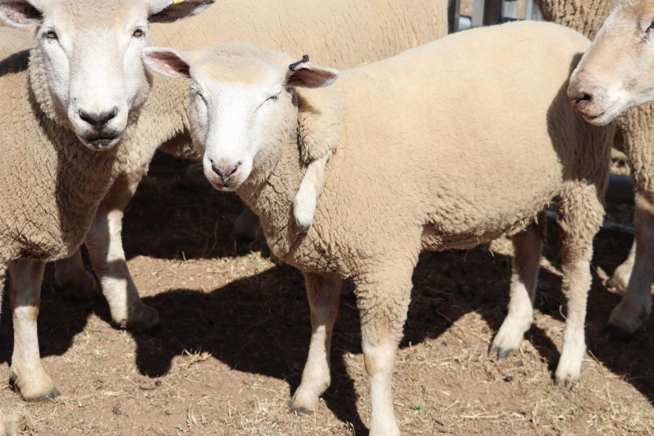 Sheep with five legs