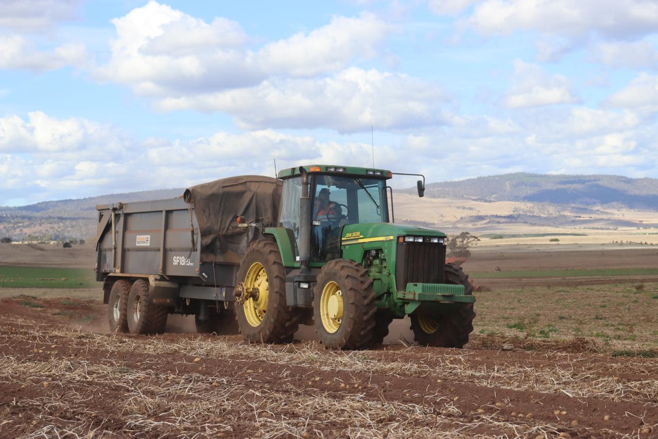 A bunker full of spuds scurries back to the field grader.
