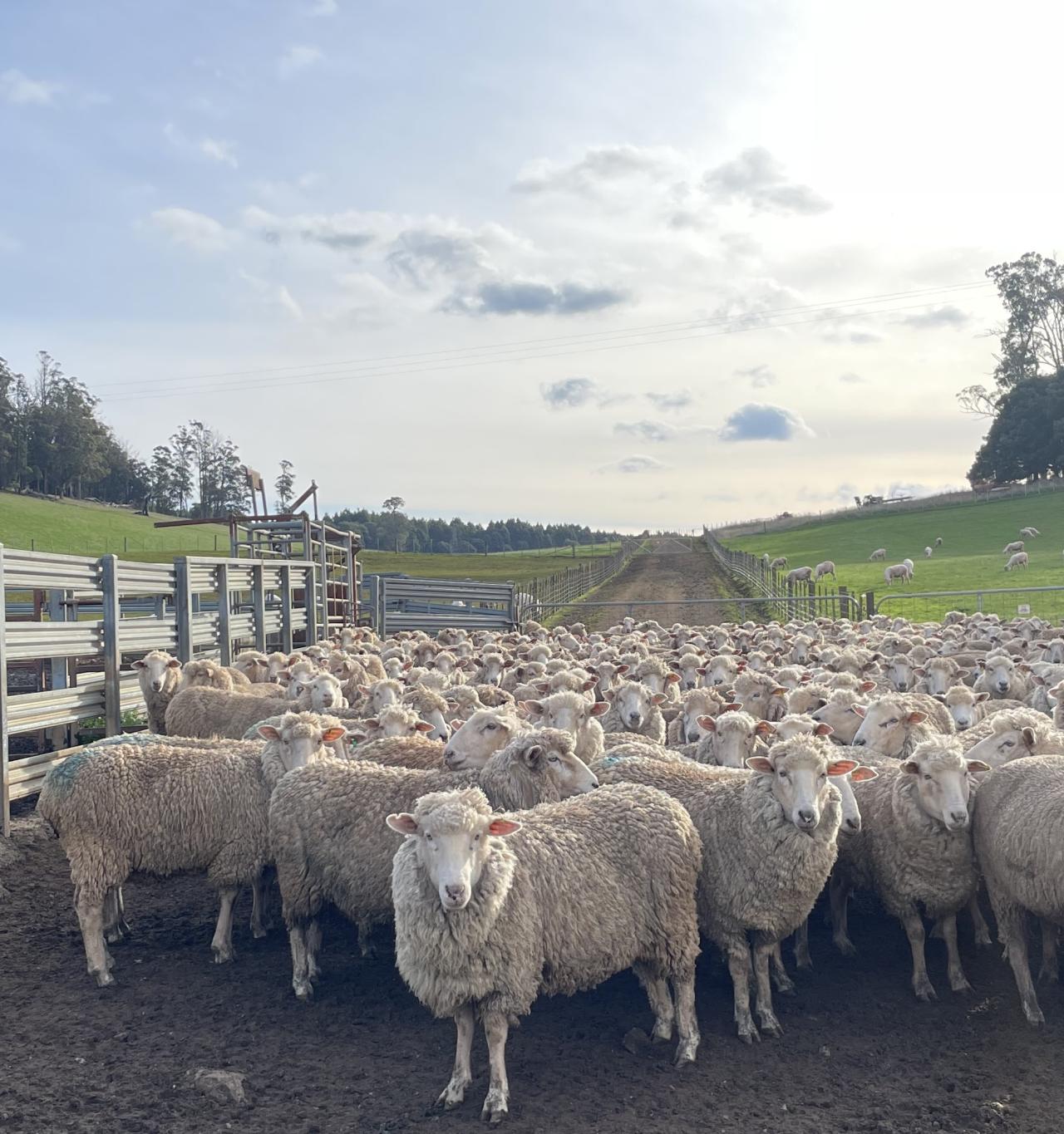 sheep to shear