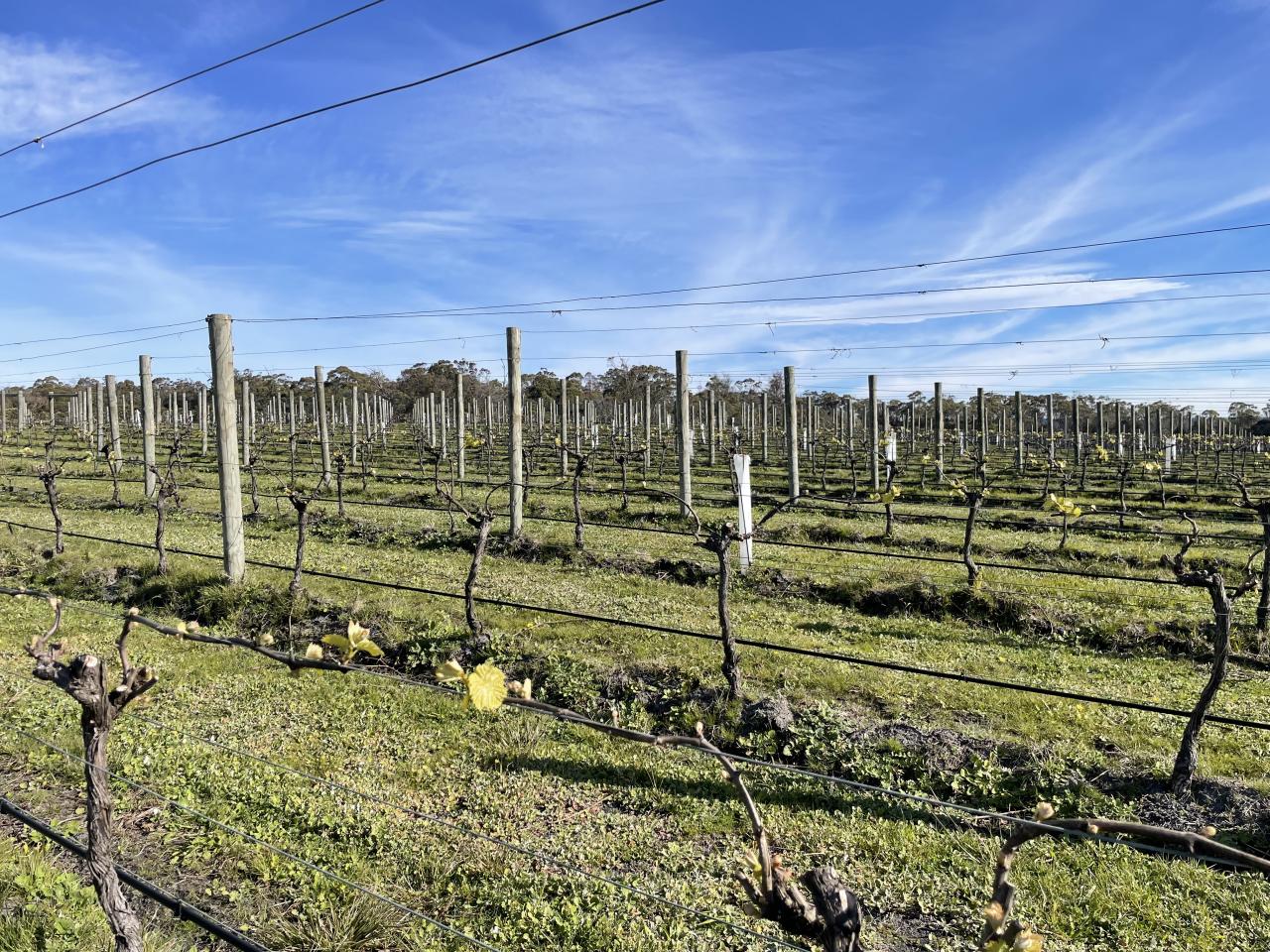 Vines budding in the vineyard.