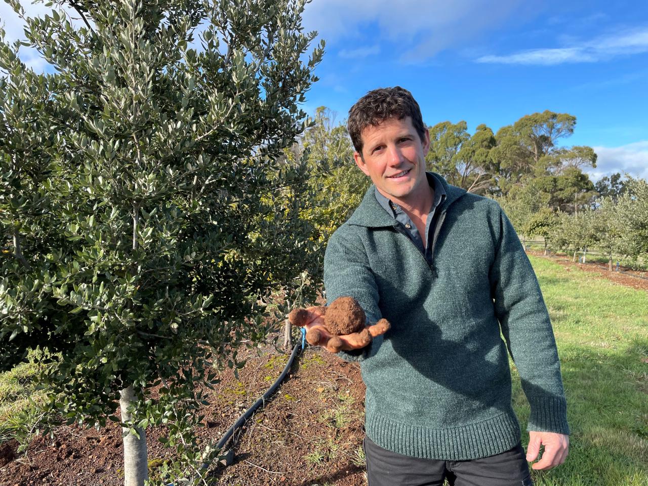 Freshly dug truffle