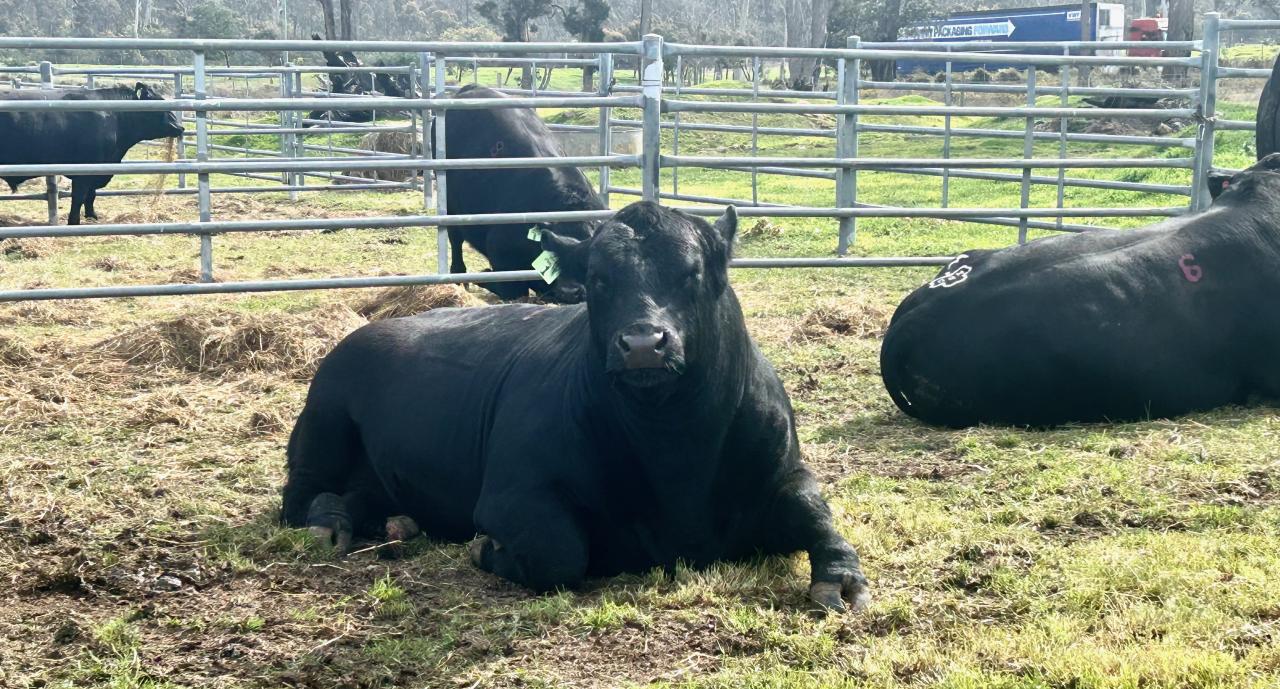New River Angus achieved $18,000 for Lot 3, New River Prime Minister W5, purchased by Josie Beverage.