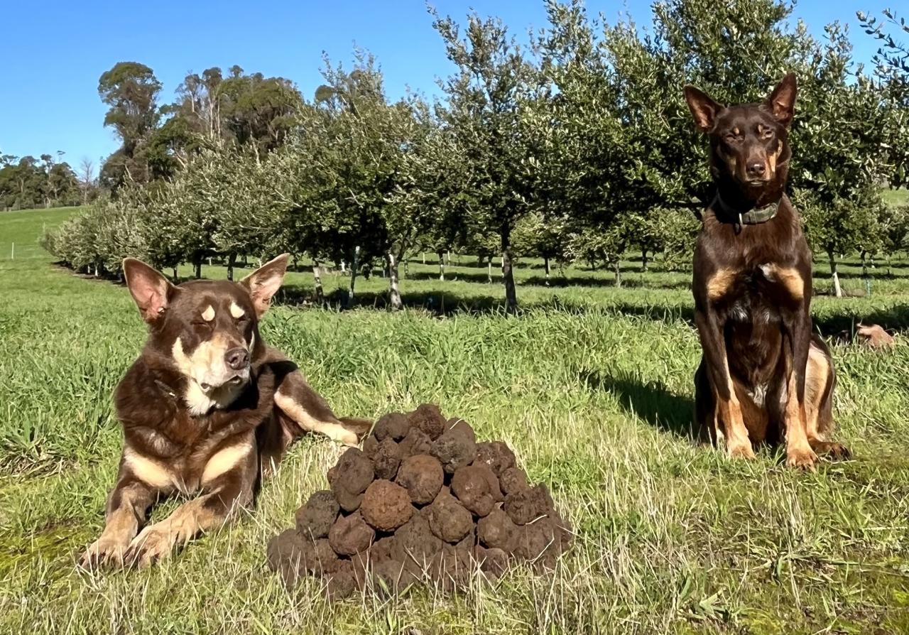 Pipers Brook Truffle dogs