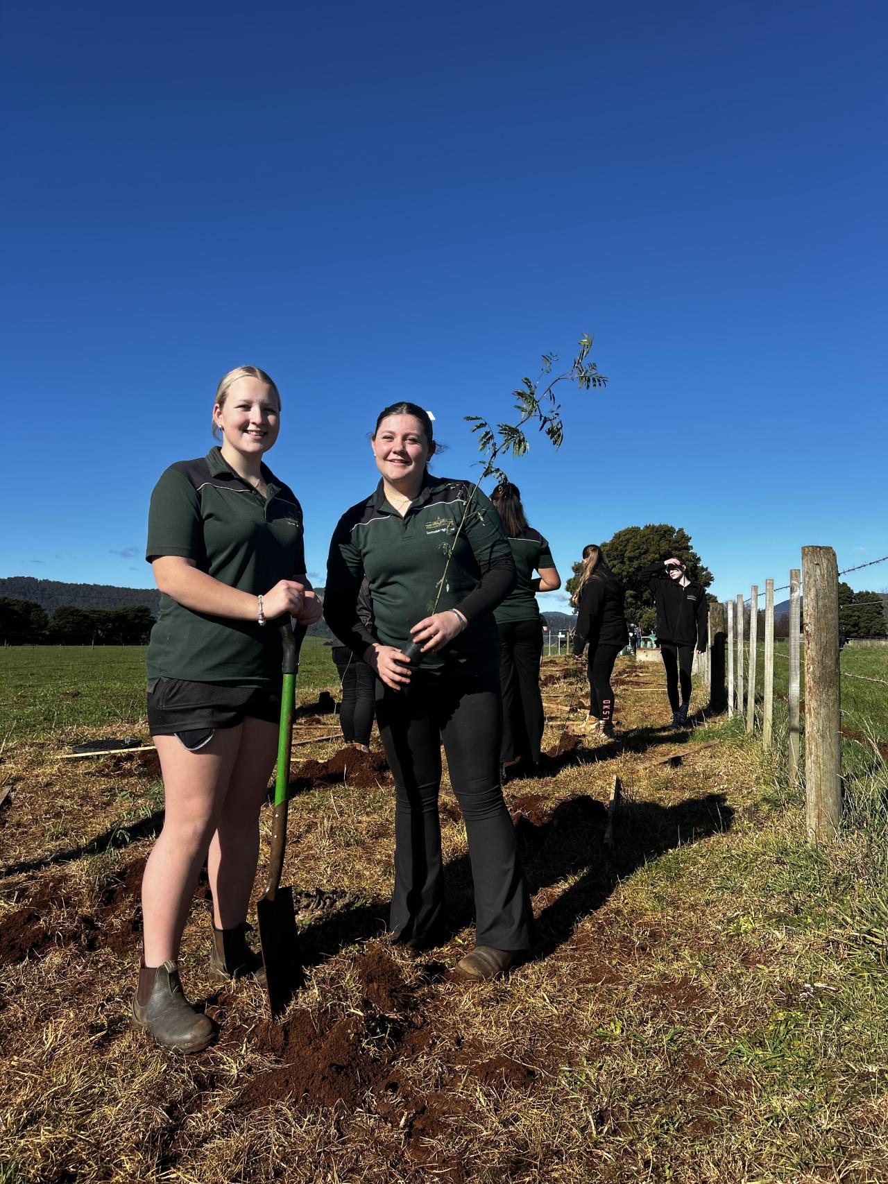 Scottsdale tree planting