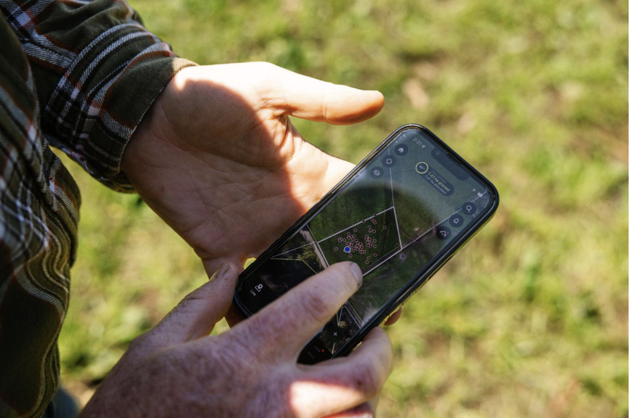Nathan using the Halter app in paddock