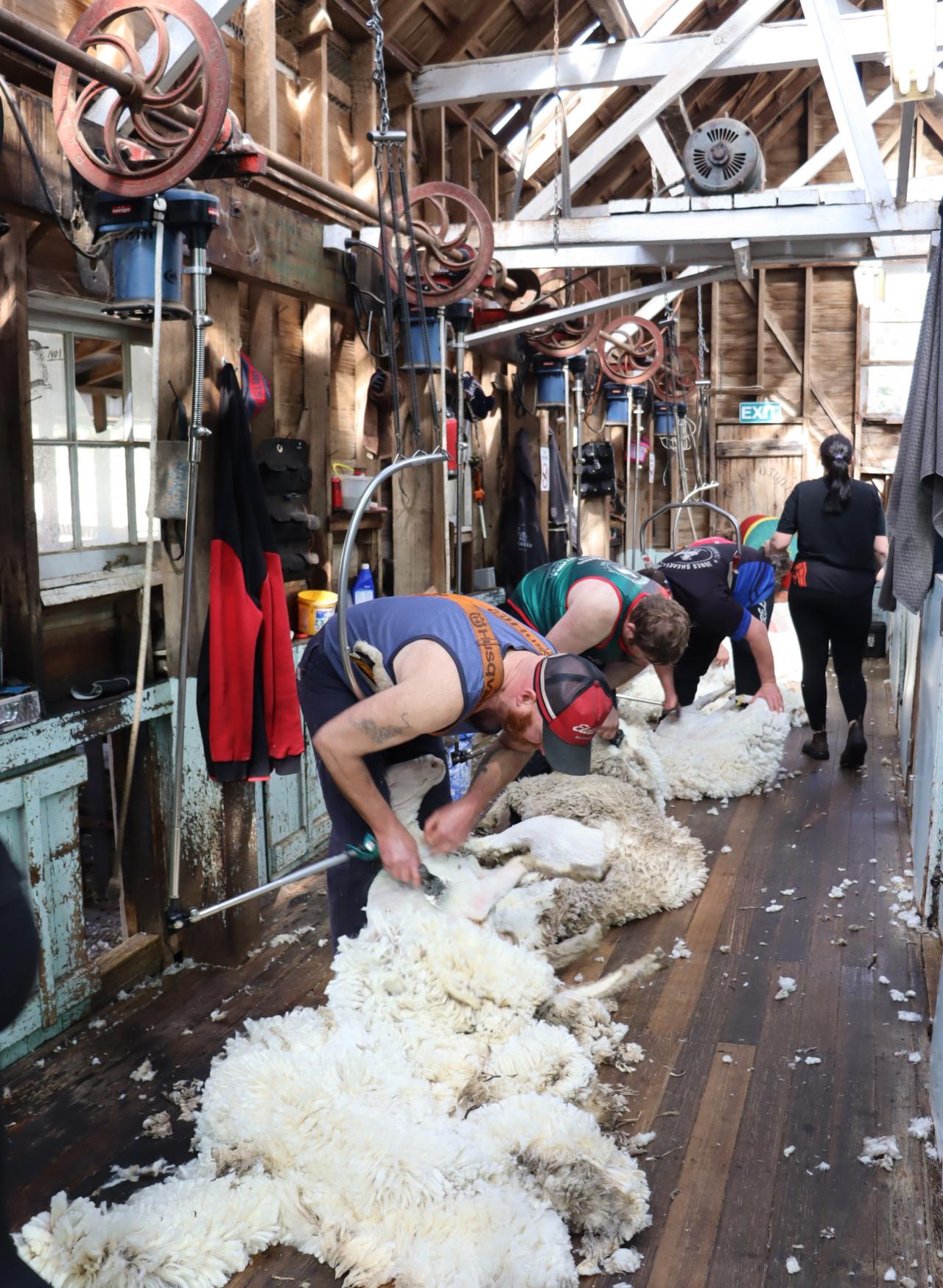 Shearing at Hunterston