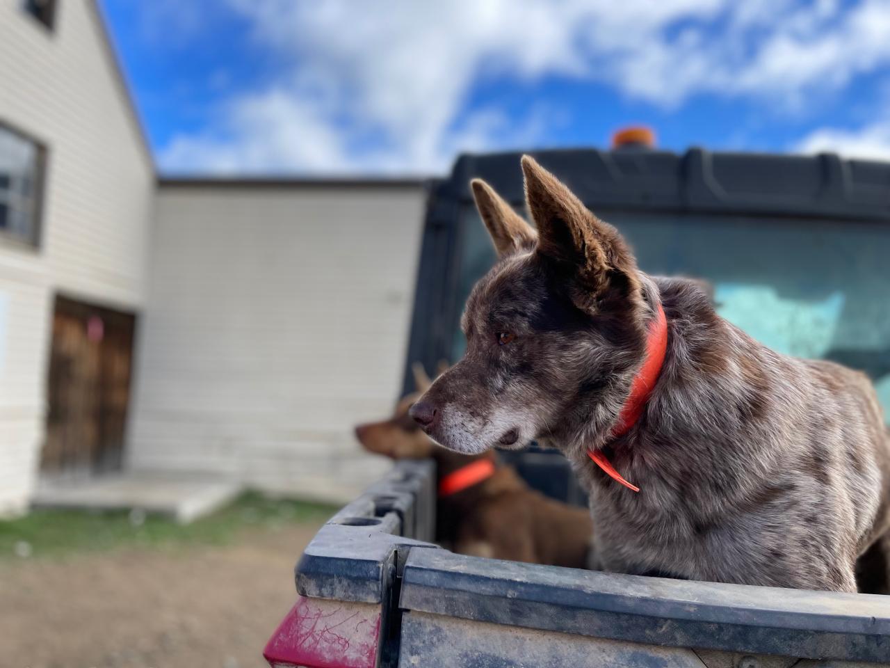 Rusty