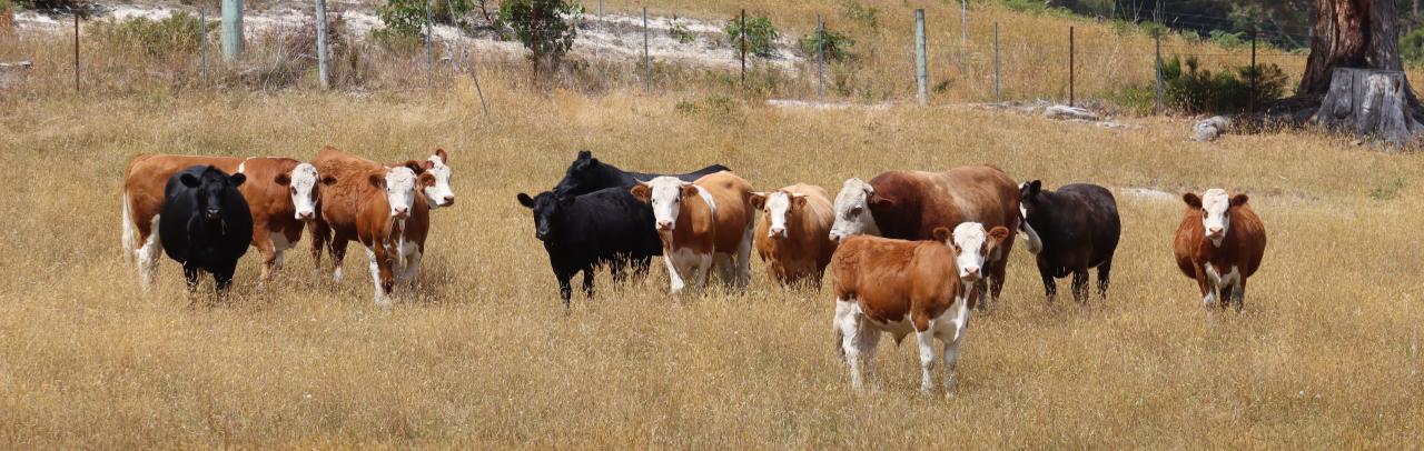 Beef cattle