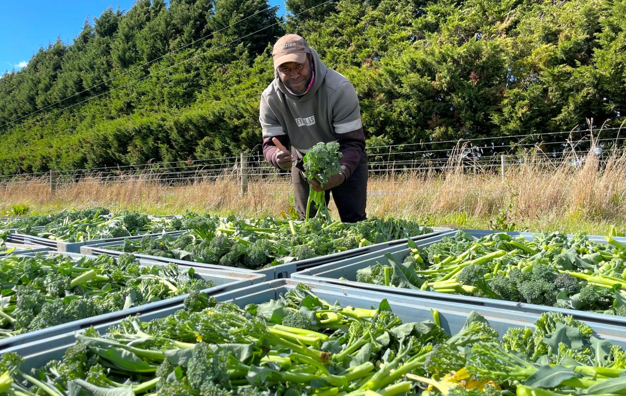 Petelo Maluku from Vanuatu is one of the experienced broccolini pickers keeping up with the fast-growing vegetable.