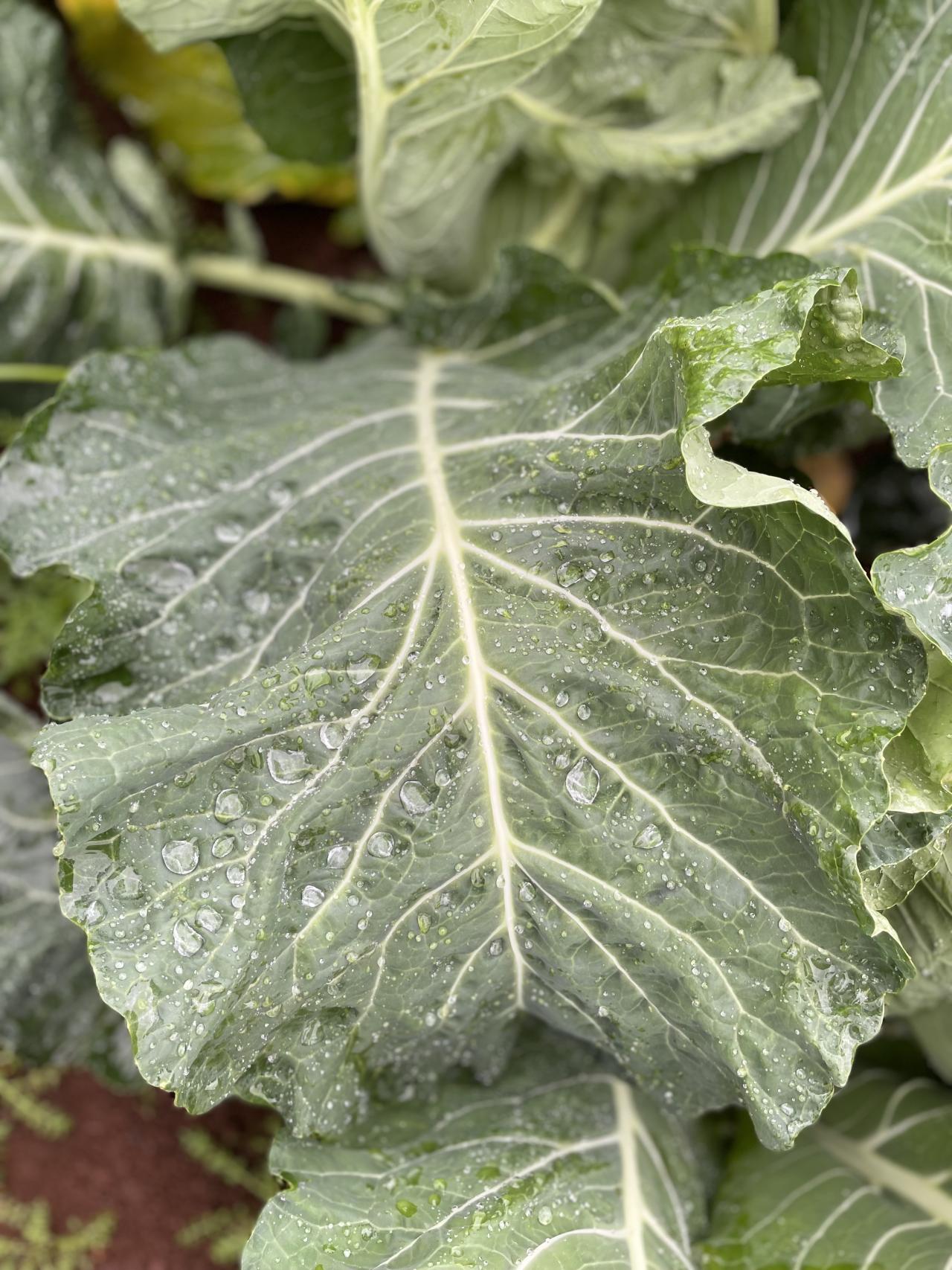 Cauli leaves