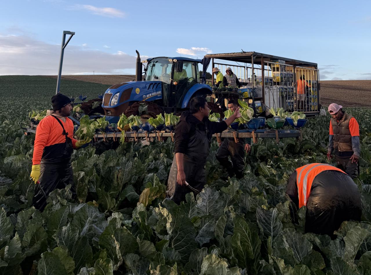 Pacific Islanders harvesting cauliflowers at Harvest Moon.