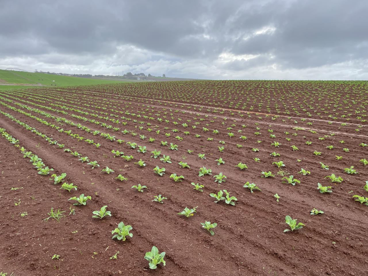 Cauliflowers are planted every week
