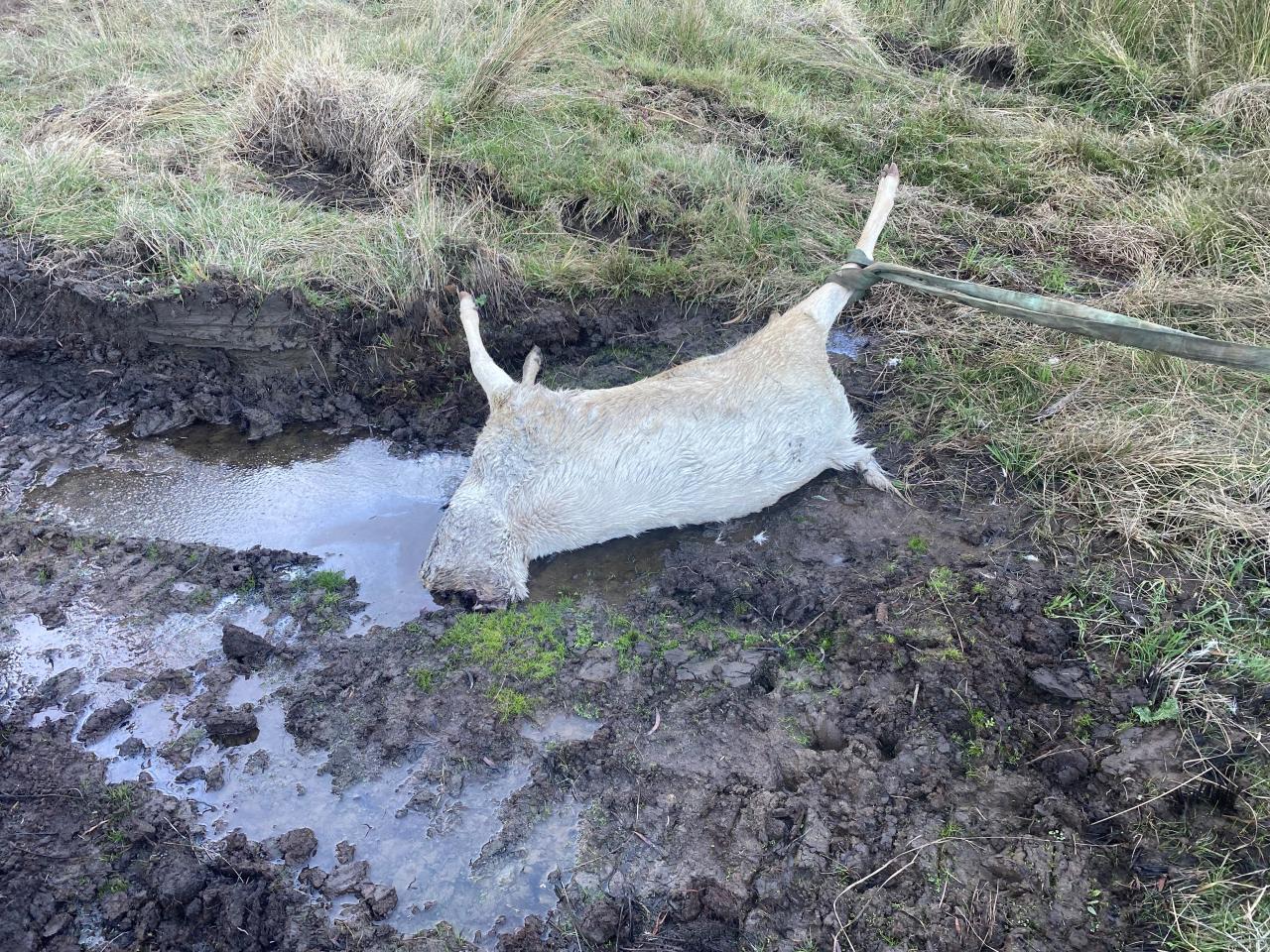 Beheaded deer at Prospect