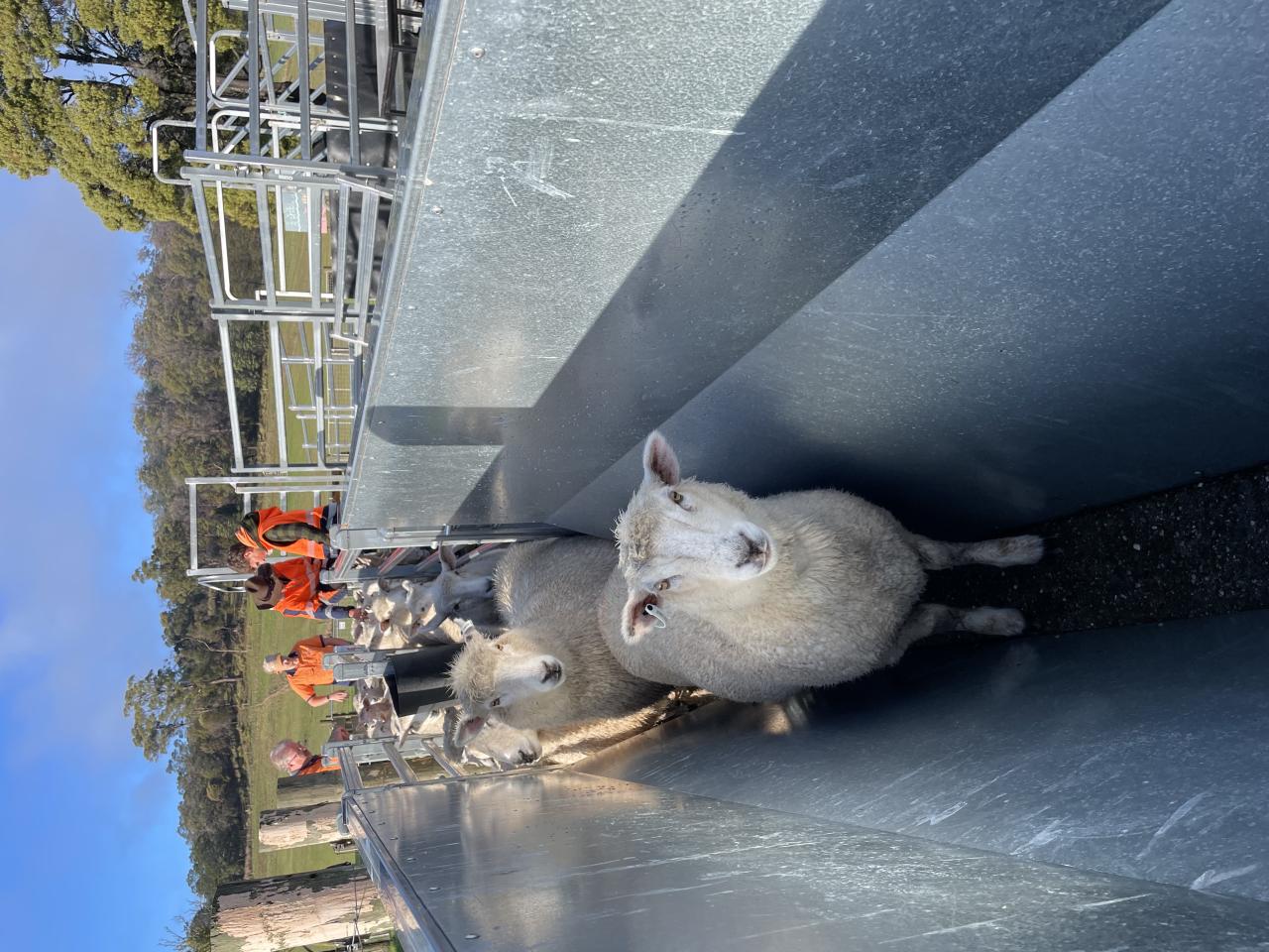 Moving sheep through the V-race