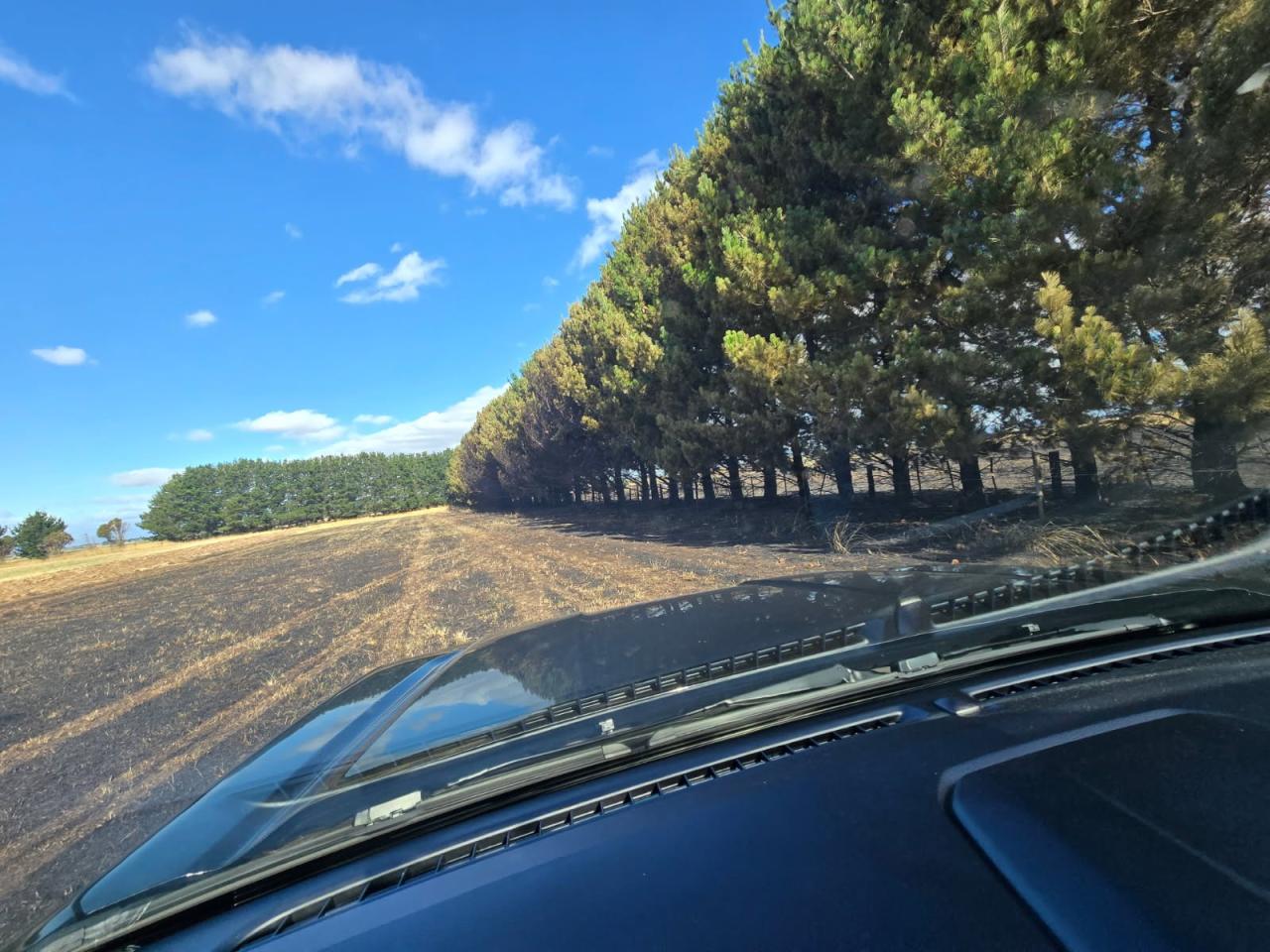 fire in the pine trees