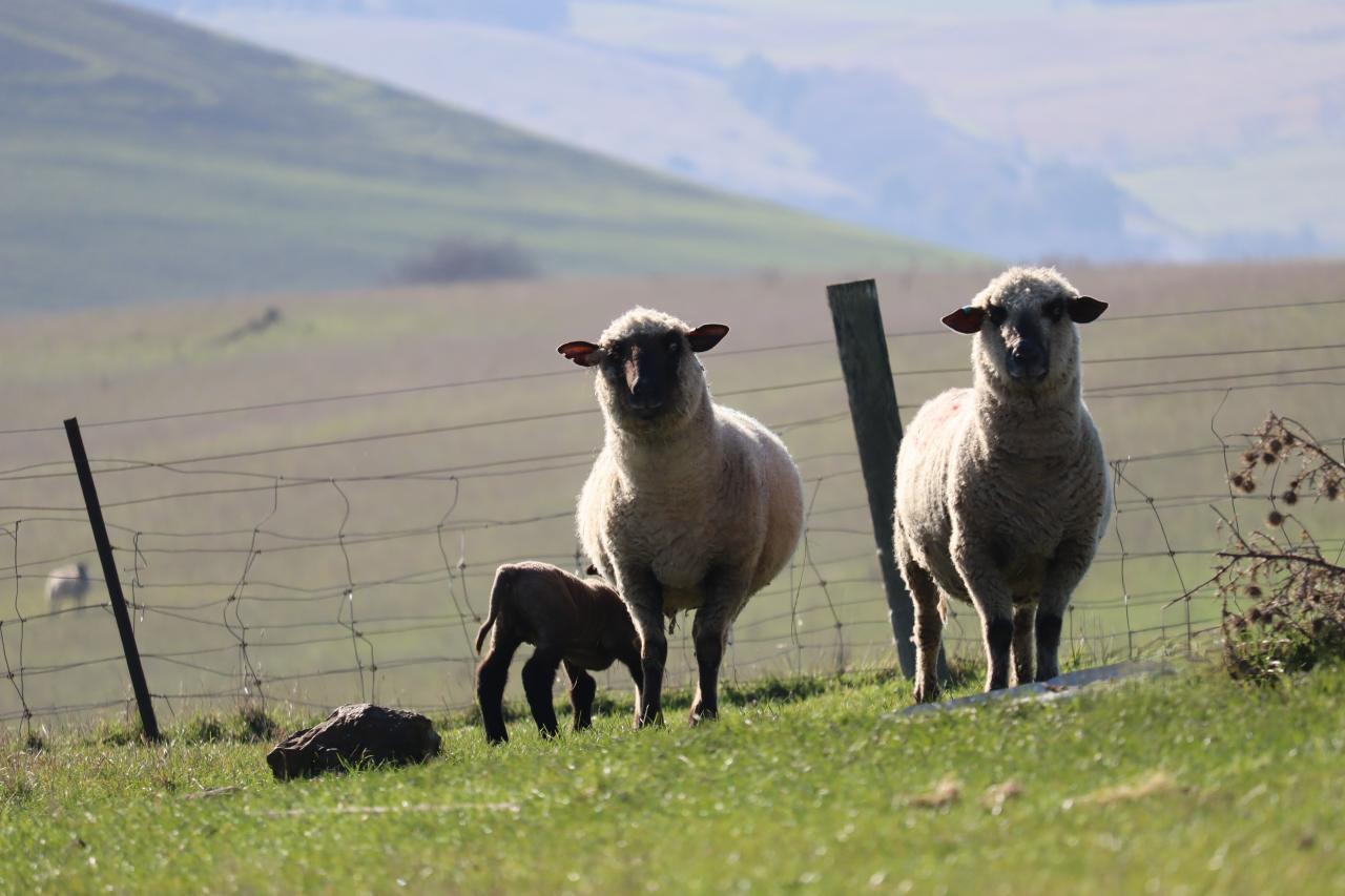 A lamb feeding at Marangana