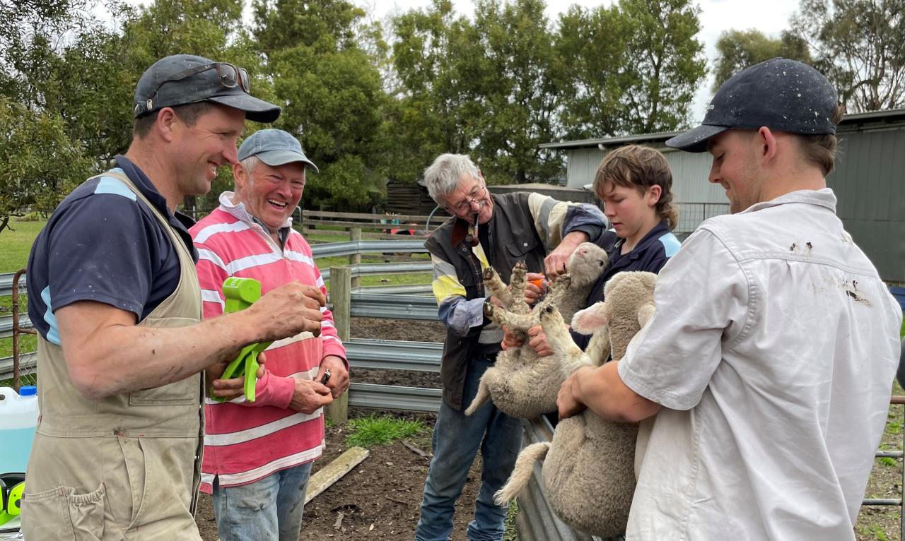 Tom Pedley, father Andrew Pedley, family friend and farmhand James Medike of Cressy, helpers Mikey Innes-Smith of Smithton, and Asher Macqueen of Flinders Island