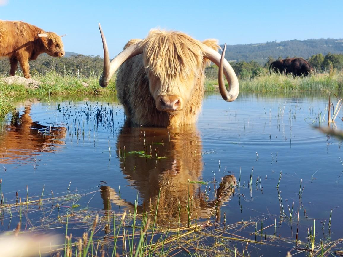 highland cow