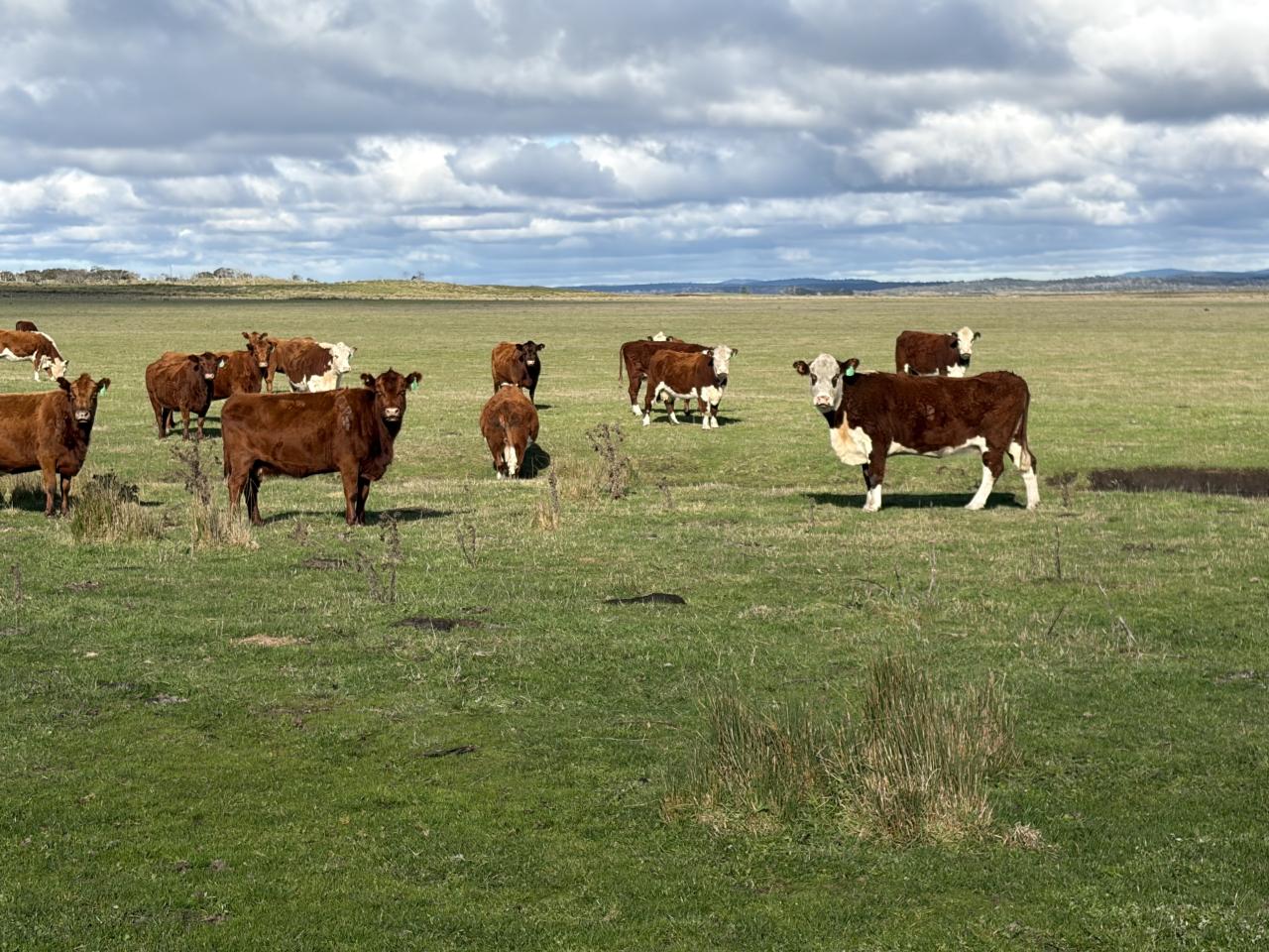 Cattle on Rushy Lagoon