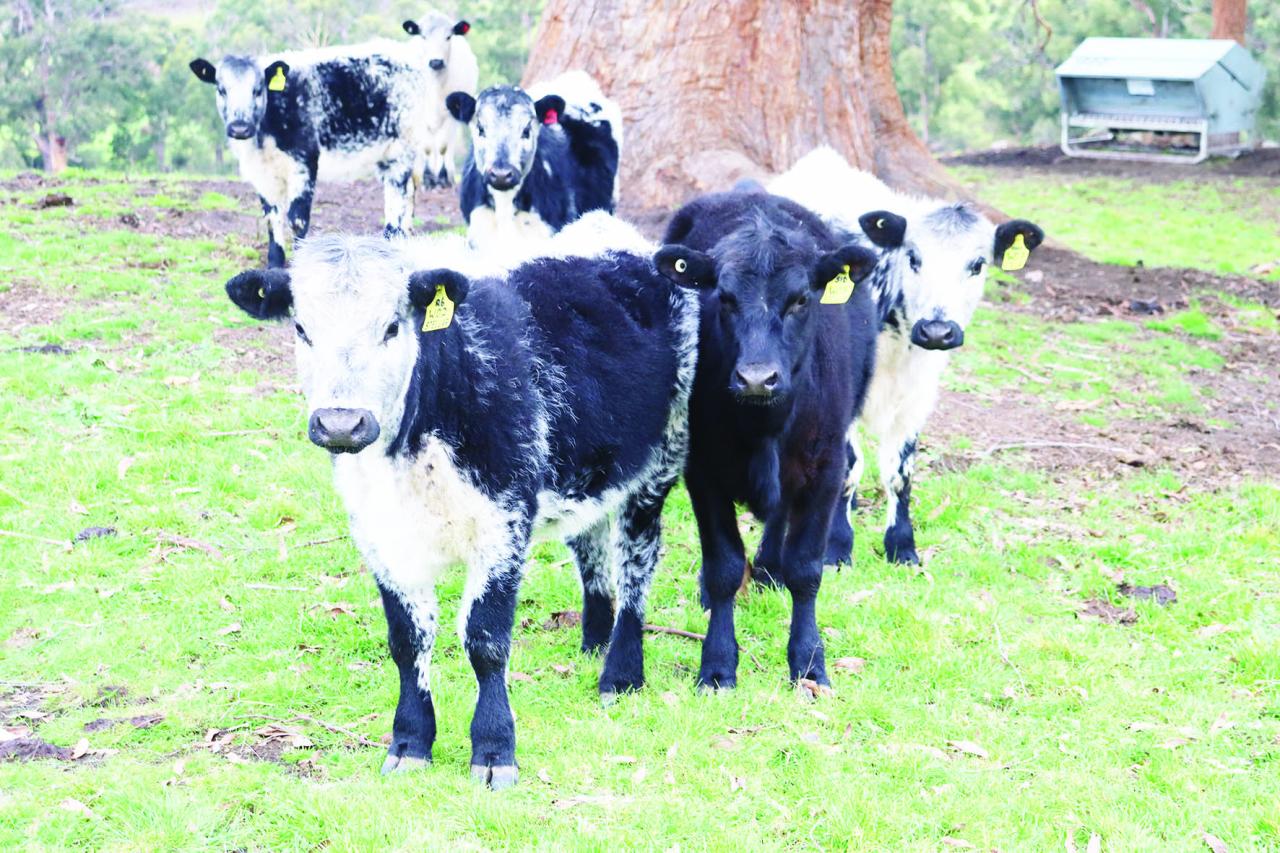 Speckle Park cattle