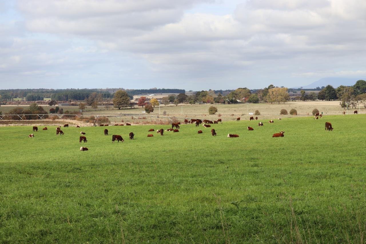 Farm walk