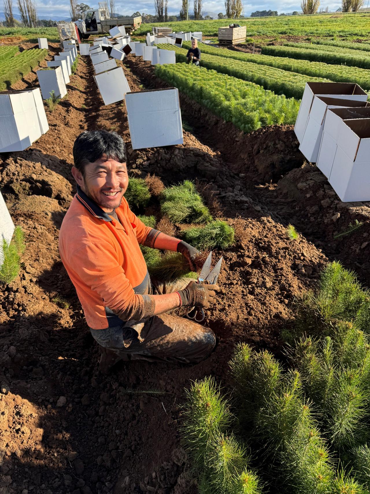 Mohammad Haidari hard at work on the harvest