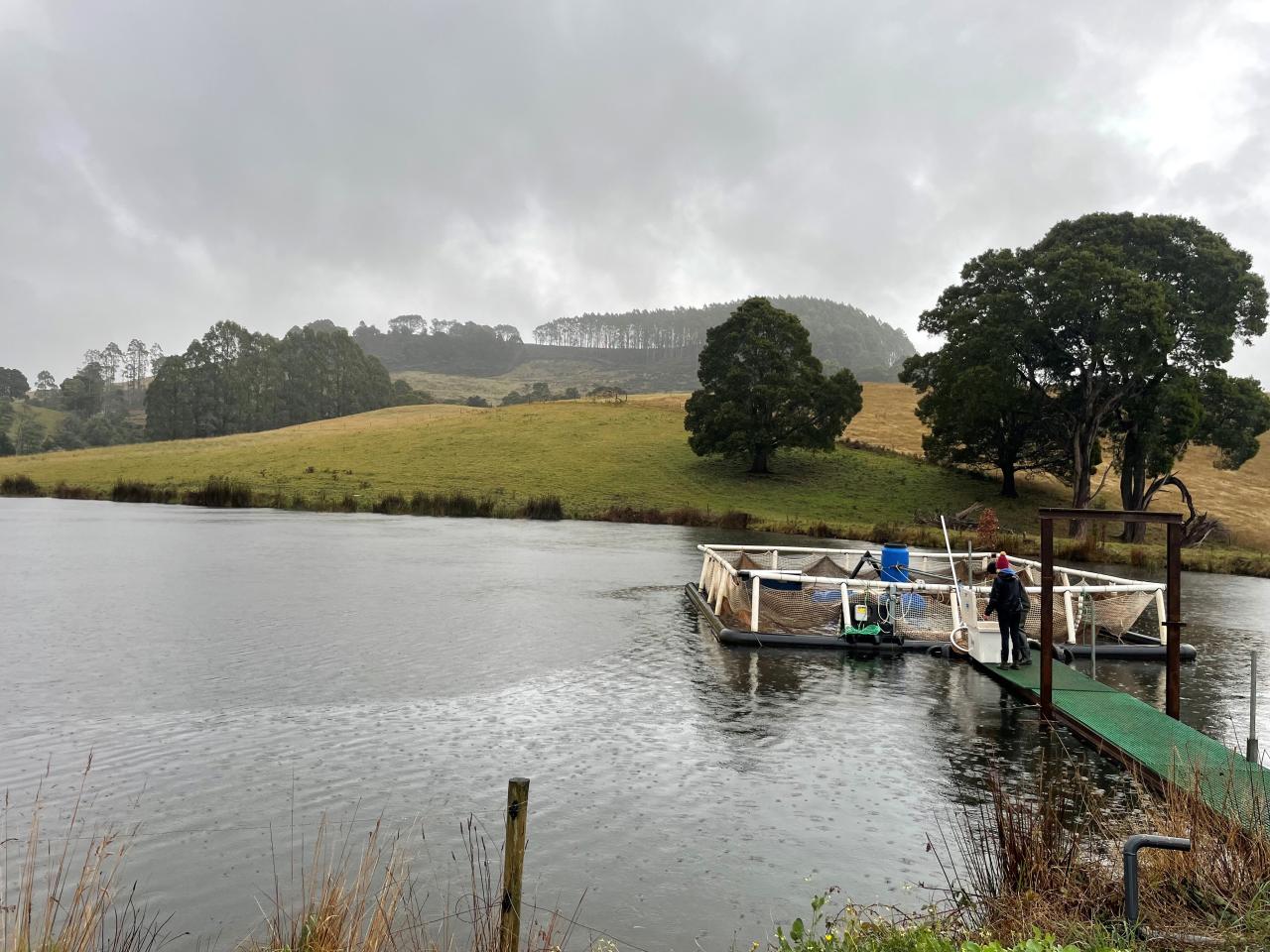 The fish farm at Natone