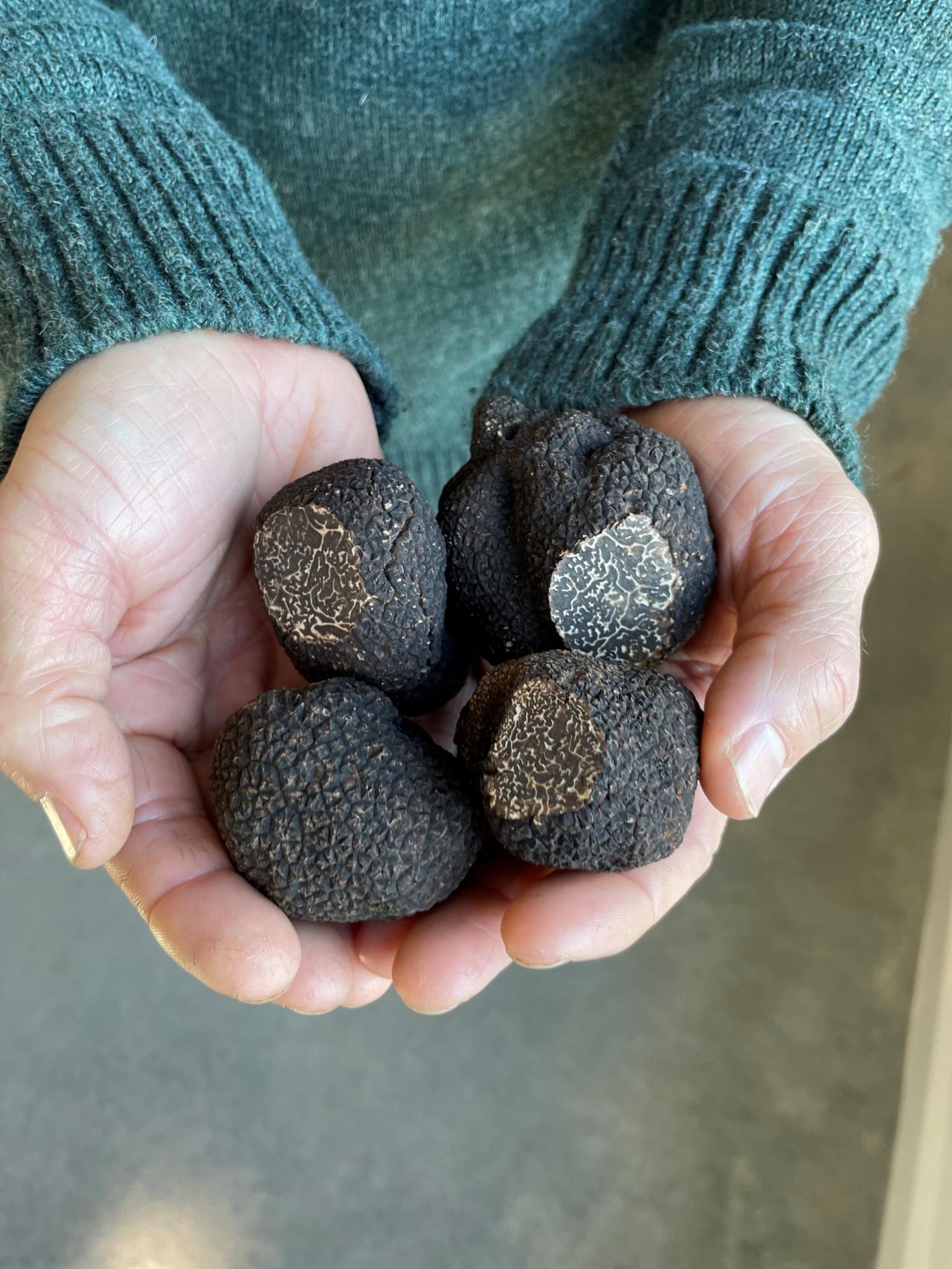 Black perigord truffles