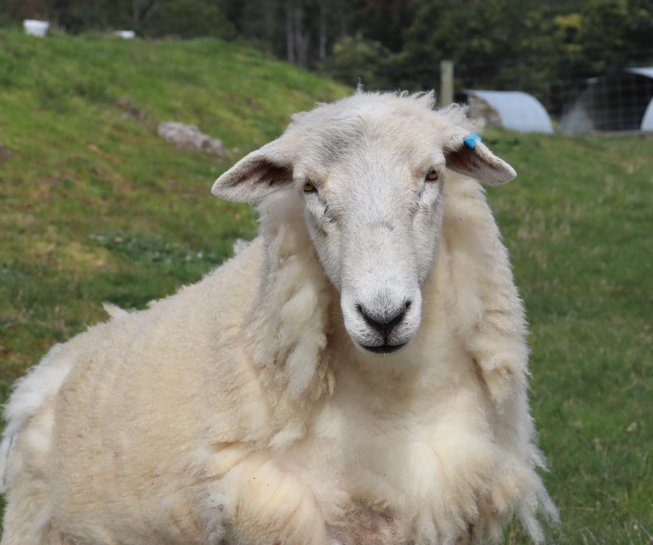 A self-shedding Wiltipoll sheep