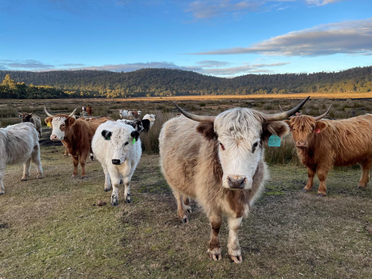 How does the breeding program improve livestock genetics?