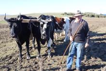  Brian Fish with his bullocks.
