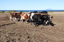  Brian Fish's bullocks with a plough.