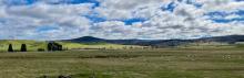Freshly shorn sheep back in the Hunterston paddocks