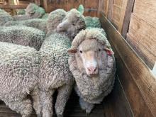 Fine wool Merinos at Hunterston are achieving mid-16 micron.